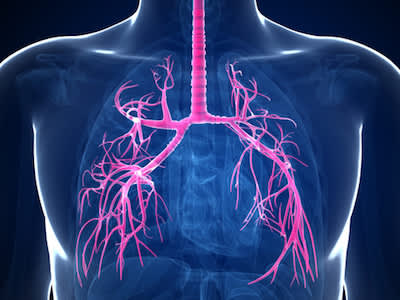 支气管突出的肺