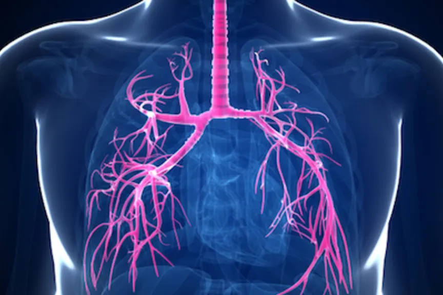 肺和突出的支气管