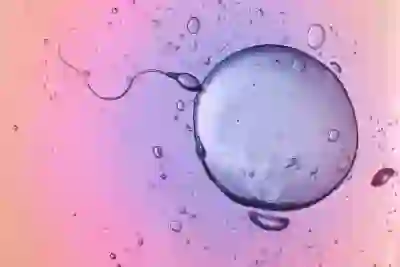一个视图的精子和卵子