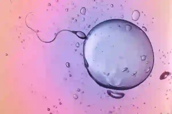 精子和卵子的视图