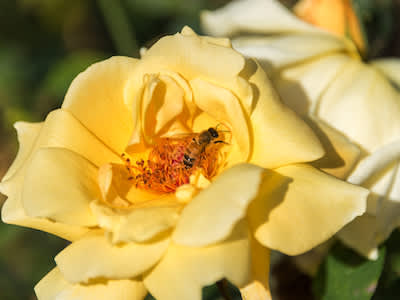 蜜蜂坐在满是花粉的花上。