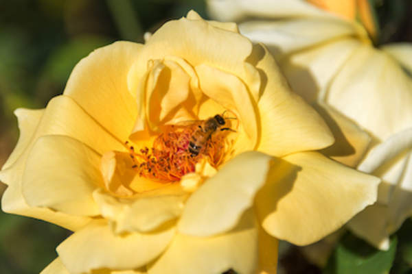 蜜蜂坐在满是花粉的花上。