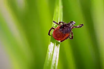 蜱虫在草叶上。
