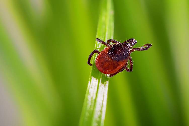 勾选草的叶片。