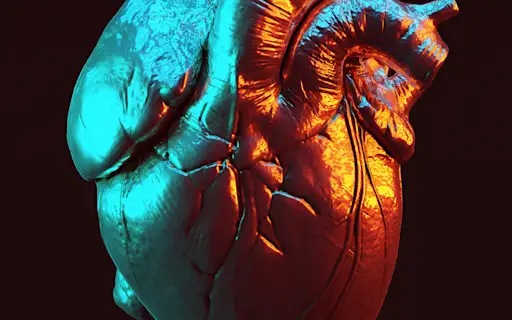 人类心脏的特写