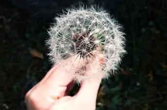 女人的手牵着蒲公英