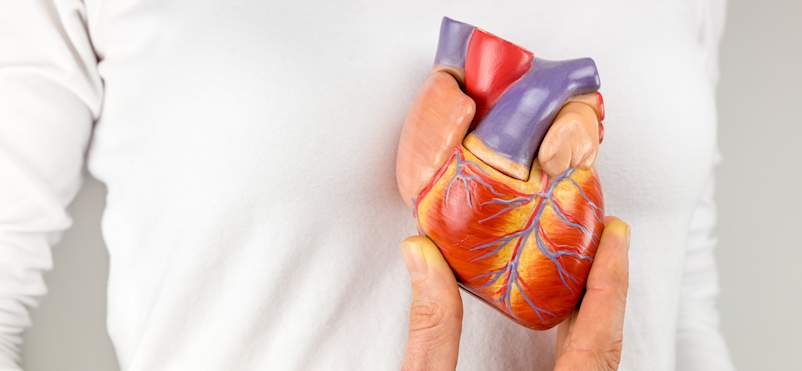 心脏在女性胸前