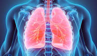 肺的三维图解。