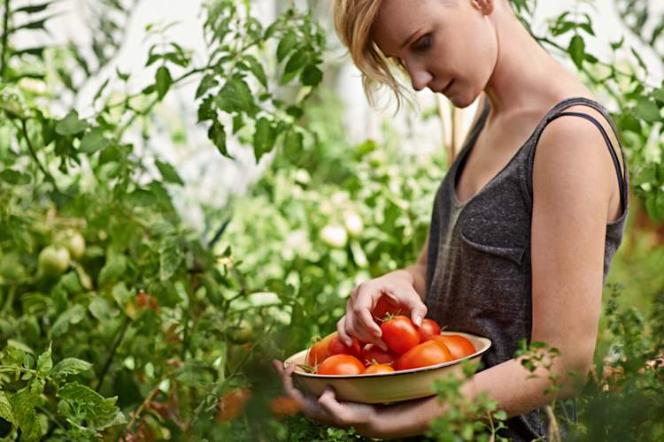 女子园艺和西红柿的保温篮