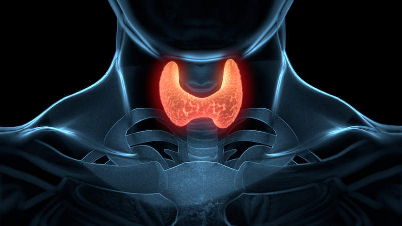 Thyroid gland  highlighted in throat.