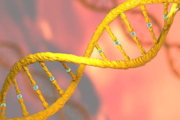 BRCA1和/或BRCA2基因的基因突变是早期乳腺癌的危险因素。