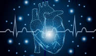 主动脉和心脏肌肉的插图。