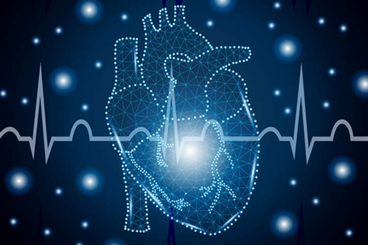 主动脉和心肌的图解。