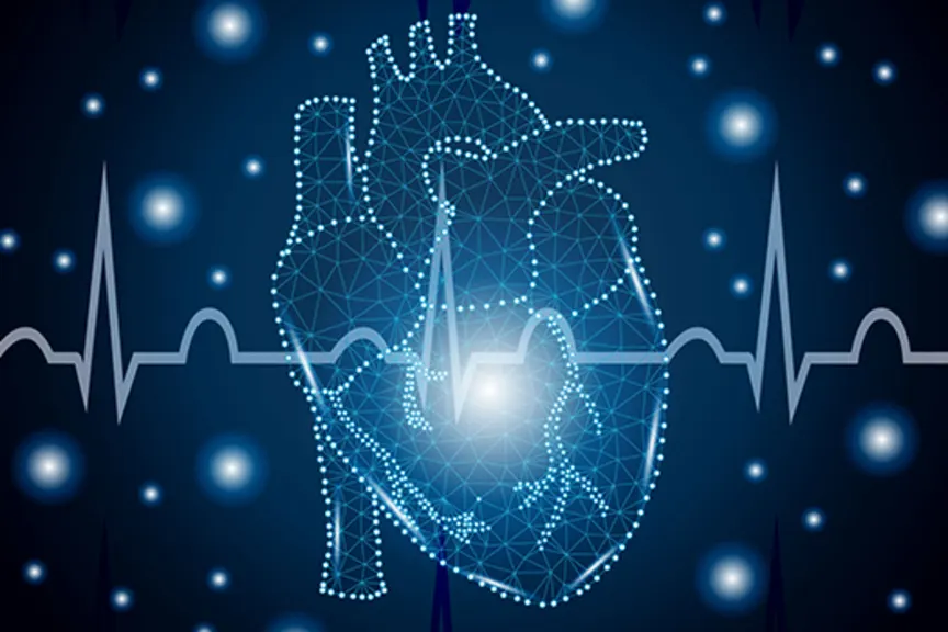 主动脉和心脏肌肉的例证。