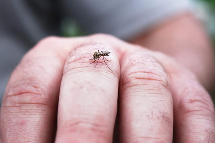 蚊子在人的手指上。