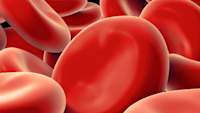 红细胞。