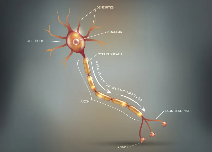 神经元图