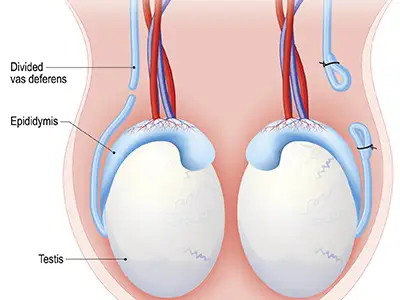解剖图中的睾丸。