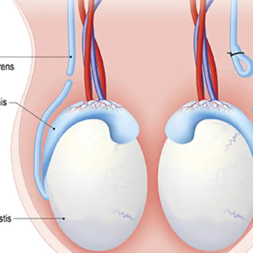 解剖图中的睾丸。