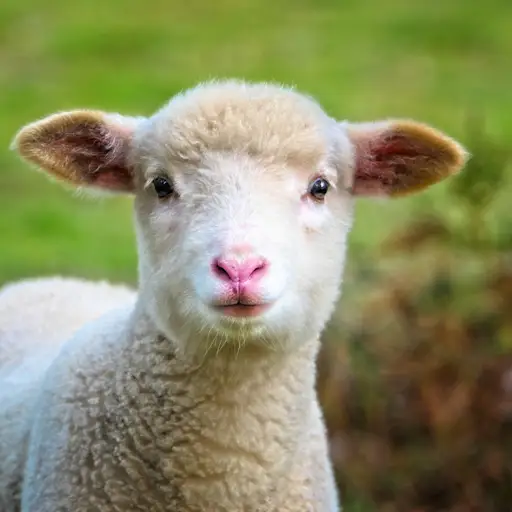 lamb