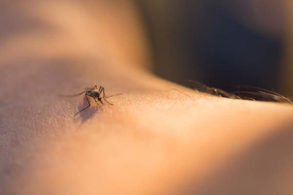 蚊子吸血的特写镜头