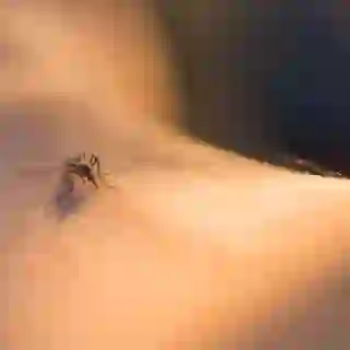 Close up of a mosquito sucking blood