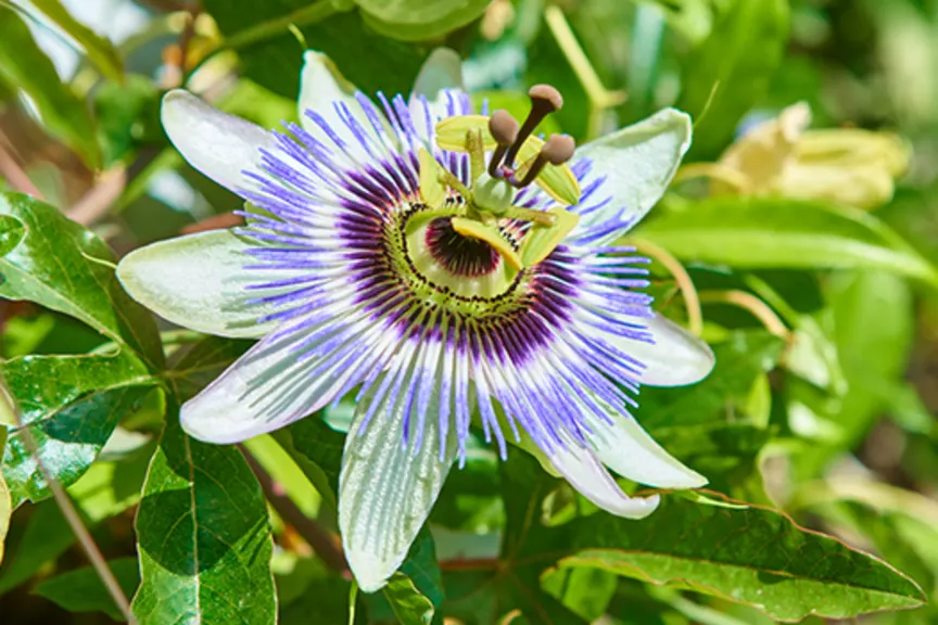 激情果花。