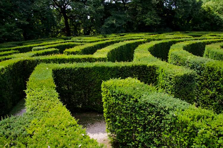 树篱迷宫。