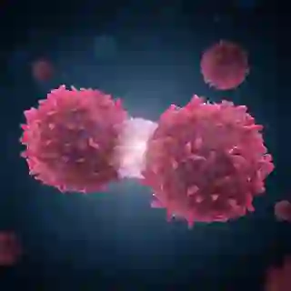 cancer cell dividing