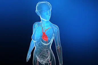 女性心脏解剖学