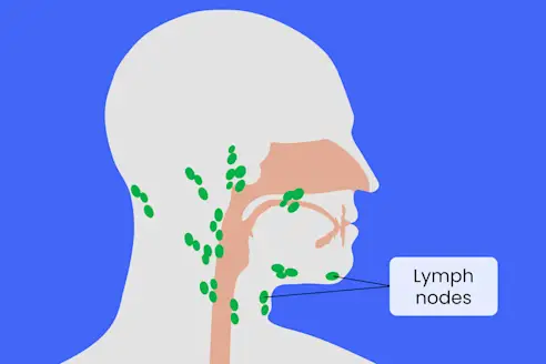 Lymph nodes in the head and neck