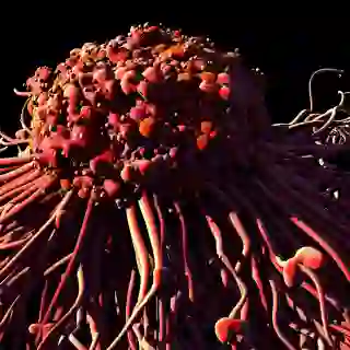 cancer cell