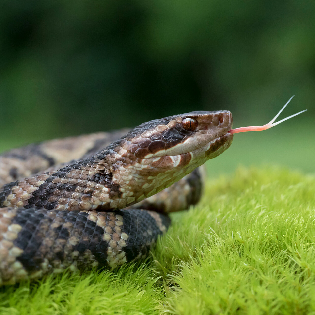 美国水蛇特写蛇