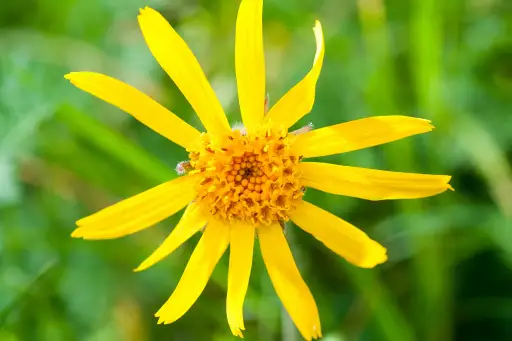 arnica flower