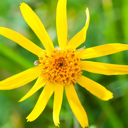 arnica flower