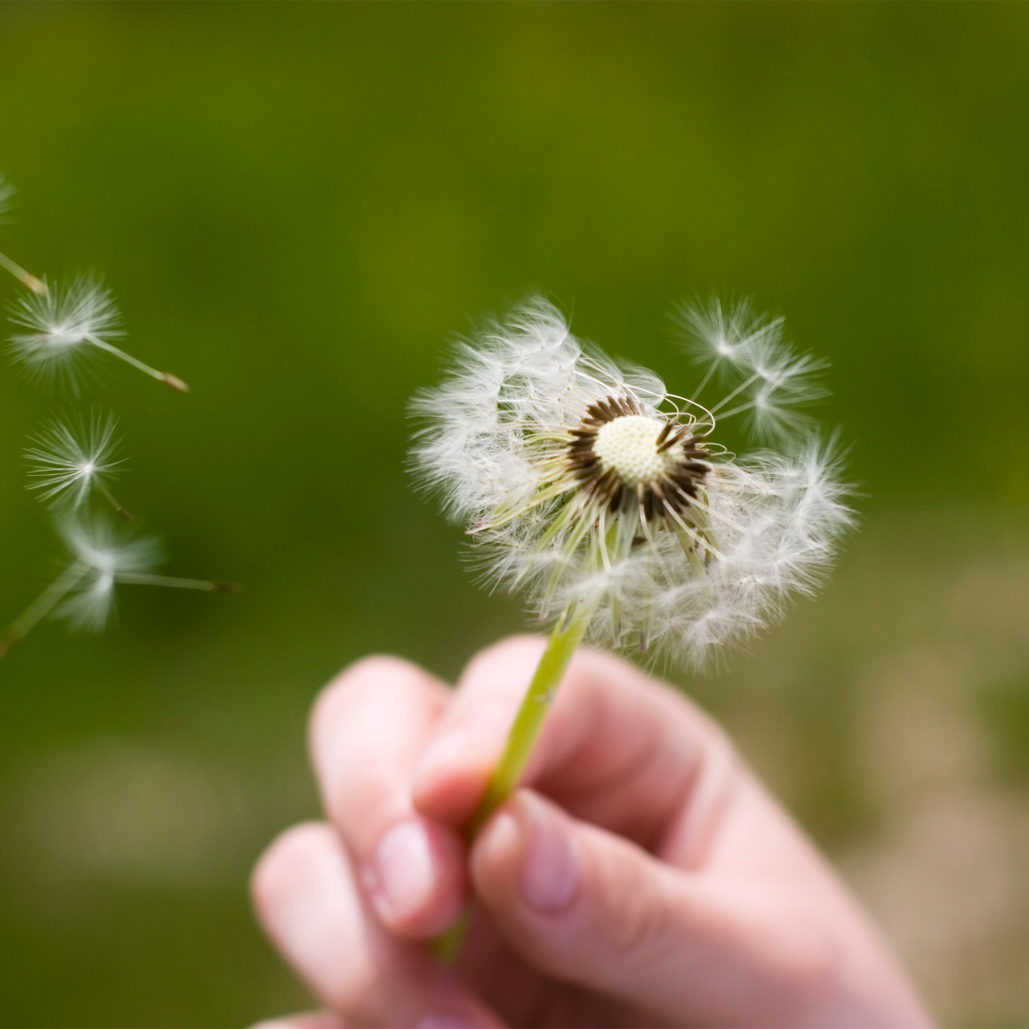 蒲公英吹走的特写镜头