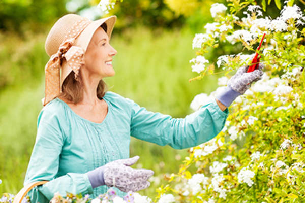 女人修剪花草的花园,而戴着宽边帽。