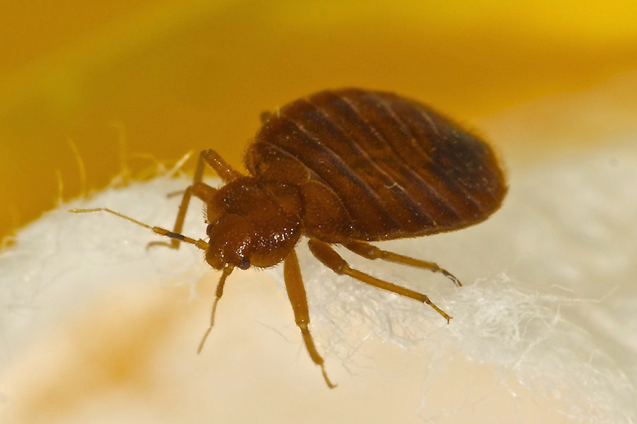 Identifying Common Summer Bug Bites