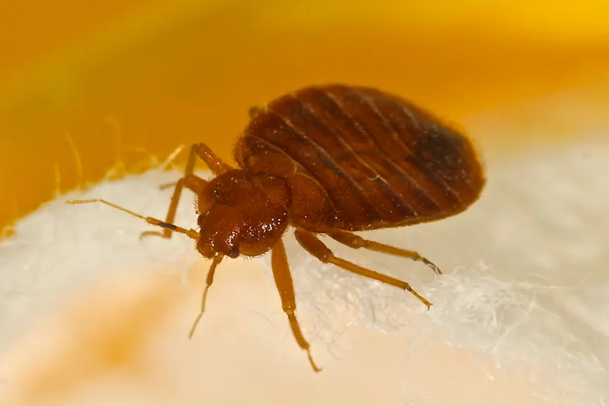 Identifying Common Summer Bug Bites Identifying Common Summer Bug Bites