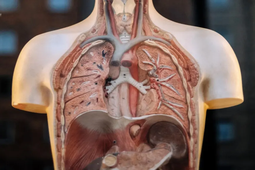 人体解剖学模特显示肺