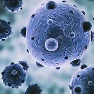 immune system cells image