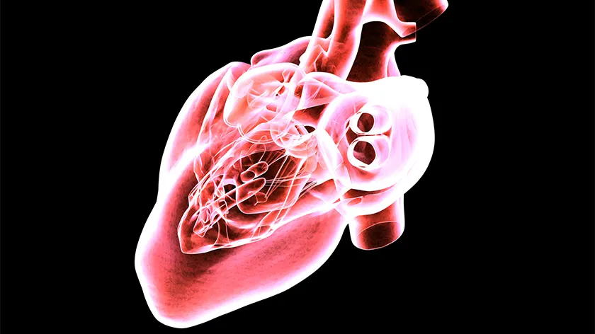 心脏磁共振成像扫描。