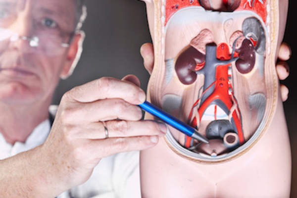 医生指着人体模型上的膀胱。