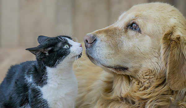 猫和狗互相嗅着对方。