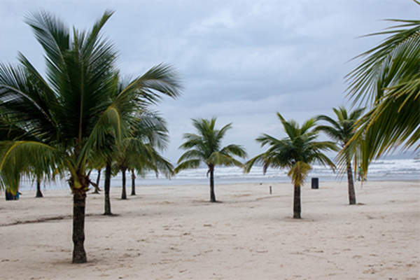 多云的天空下海滩上的棕榈树。