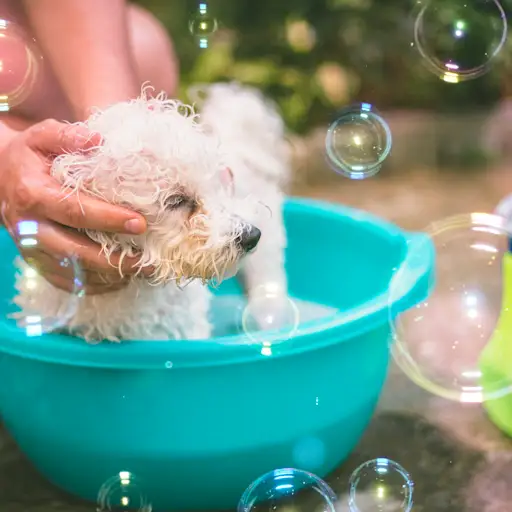 外面的盆地洗狗