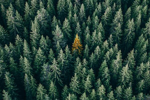 一棵黄色的树被绿色的树包围着