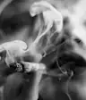 大麻烟