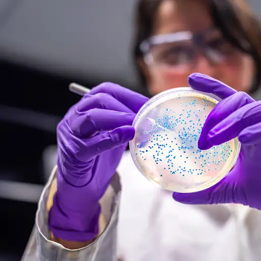 科学家检查细菌文化板