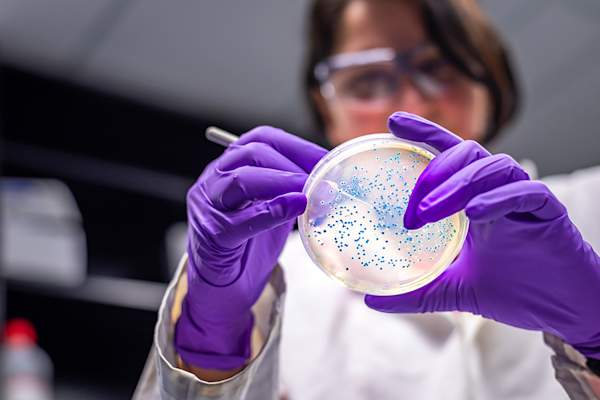 检验细菌培养板的科学家